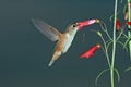 Hummingbird and flower