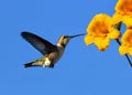 Hummingbird and flower