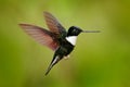 Hummingbird with flower. Collared Inca, Coeligena torquata, dark green black and white hummingbird flying next to beautiful orange Royalty Free Stock Photo