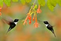 Hummingbird with flower. Collared Inca, Coeligena torquata, dark green black and white hummingbird flying next to beautiful orange Royalty Free Stock Photo