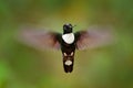 Hummingbird with flower. Collared Inca, Coeligena torquata, dark green black and white hummingbird flying next to beautiful orange Royalty Free Stock Photo