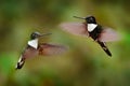 Hummingbird with flower. Collared Inca, Coeligena torquata, dark green black and white hummingbird flying next to beautiful orange Royalty Free Stock Photo