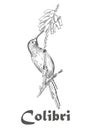 Hummingbird and flower coloring book for adults vector illustration. Royalty Free Stock Photo