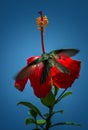 Hummingbird in a flower