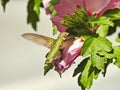 Hummingbird and Flower: Ruby-throated hummingbird feeds on nectar from a hibiscus flower while in flight Royalty Free Stock Photo