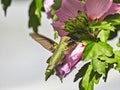 Hummingbird and Flower: Ruby-throated hummingbird feeds on nectar from a hibiscus flower while in flight Royalty Free Stock Photo