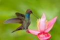 Hummingbird with flower. Rufous-gaped Hillstar , Urochroa bougueri, on ping flower, green and yellow background, Bird sucking