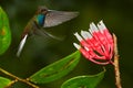 Hummingbird with flower. Rufous-gaped Hillstar , Urochroa bougueri, on ping flower, green and yellow background, Bird sucking