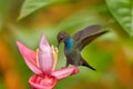 Hummingbird with flower. Rufous-gaped Hillstar , Urochroa bougueri, on ping flower, green and yellow background, Bird sucking