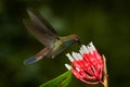 Hummingbird with flower. Rufous-gaped Hillstar , Urochroa bougueri, on ping flower, green and yellow background, Bird sucking