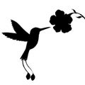 Hummingbird and flower silhouettes Royalty Free Stock Photo