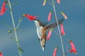 Hummingbird and flowers Royalty Free Stock Photo