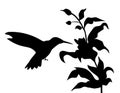 Hummingbird and flowers silhouette- vector Royalty Free Stock Photo