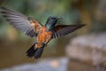 hummingbird fluttering through the air, practicing its flying skills