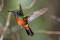 hummingbird fluttering through the air, practicing its flying skills