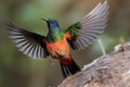 hummingbird fluttering its wings in the wind, gaining strength for flight