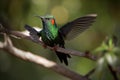 hummingbird fluttering its wings in the wind, gaining strength for flight