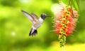 Hummingbird fluttering near a bottlebrush tree in Australia