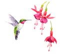 Hummingbird flying around Flowers Watercolor Bird Illustration Hand Drawn Royalty Free Stock Photo