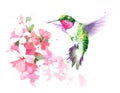 Hummingbird flying around Flowers Watercolor Bird Illustration Hand Drawn