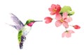 Hummingbird flying around Flowers Watercolor