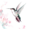 Hummingbird Flying Around Pink Flowers Watercolor Bird Hand Drawn Summer Garden Illustration Set isolated on white background Royalty Free Stock Photo