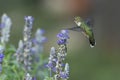 Hummingbird Flying Near the Blue Sage Royalty Free Stock Photo