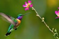 Hummingbird flying near the flower, blurry background, generative ai