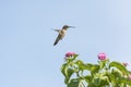Hummingbird Flying Near Lantana Flowers Royalty Free Stock Photo