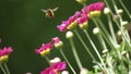 Hummingbird flying and pollinating red flowers