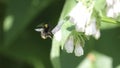 Hummingbird flying and pollinating white flowers