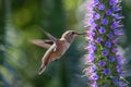 Hummingbird flying to pride of madeira flower