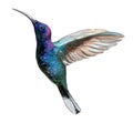 Watercolor hummingbird on white background. Tropical bird from exotic fauna. 