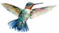 Hummingbird flying watercolor painting design isiolated