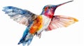 Hummingbird flying watercolor painting design isiolated