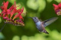 Hummingbird in front of crocosmia flower