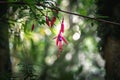 Hummingbird Fuchsia Flower at Chiloe National Park - Chiloe Island, Chile Royalty Free Stock Photo