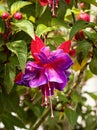 hummingbird fuchsia flower (Fuchsia magellanica) with blurred background - also known as hardy fuchsia