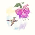 Hummingbird and fuchsia Flower watercolor