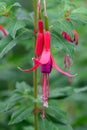 Hummingbird Fuchsia magellanica, pending red-purple flower