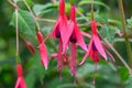 Hummingbird Fuchsia magellanica, pending red-purple flowers in close-up