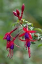 Hummingbird Fuchsia magellanica, red-purple flowers