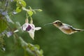 Hummingbird & Fushias