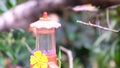 Hummingbird garden where they drink water from drinkers