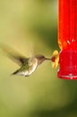 Hummingbird getting food from feeder Royalty Free Stock Photo