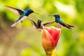 Hummingbird getting food from the flower with blurred background