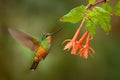 Hummingbird Golden-bellied Starfrontlet, Coeligena bonapartei, with long golden tail, beautiful action flight scene with open Royalty Free Stock Photo