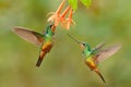 Hummingbird Golden-bellied Starfrontlet, Coeligena bonapartei, with long golden tail, beautiful action flight scene with open Royalty Free Stock Photo