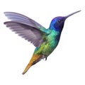 Hummingbird - Golden tailed sapphire. Royalty Free Stock Photo