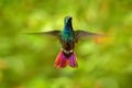 Hummingbird Green-breasted Mango in flight next to pink flower. Wild tropical bird in nature habitat, Costa Rica. Pink bloom with